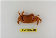 藏品(方形大額蟹)的圖片